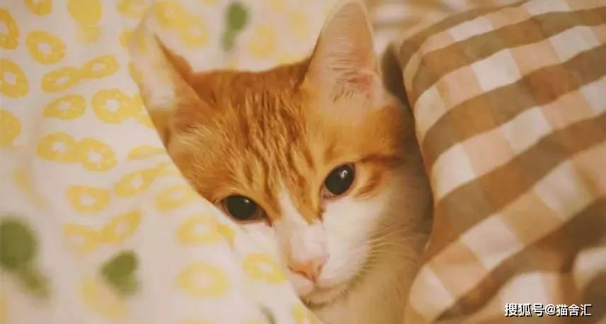 如何做猫舍│猫低温/失温急救以及电热毯的正确使用方法