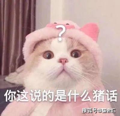 猫舍必看疾病科普│极易被铲屎官忽视的2种猫咪疾病