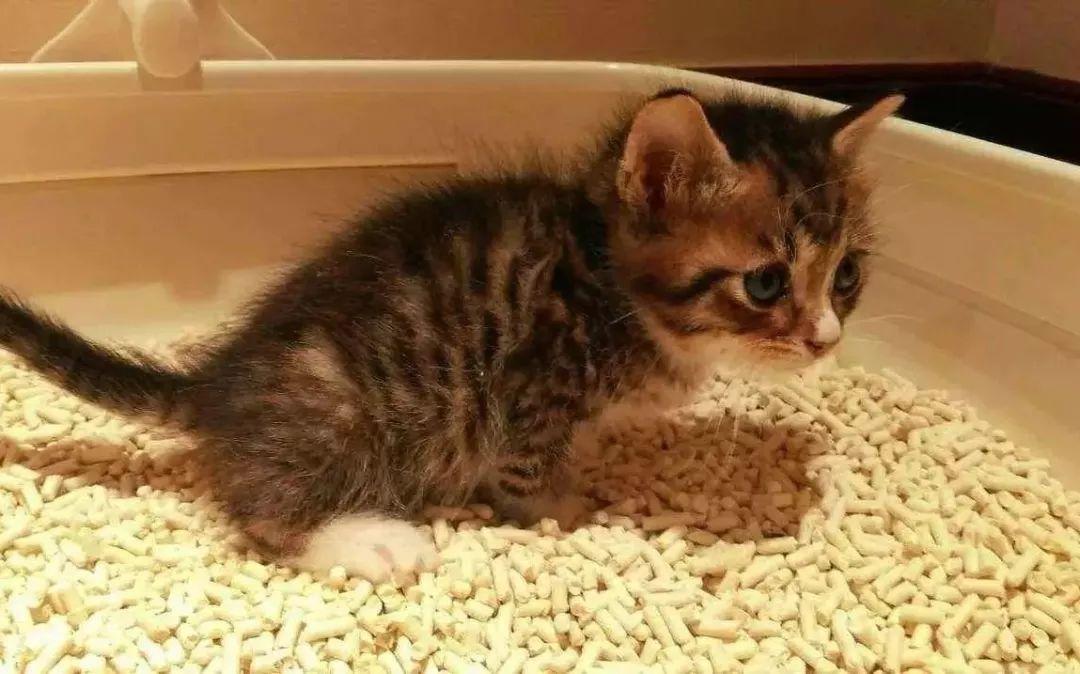 这些气味，猫咪都不喜欢！