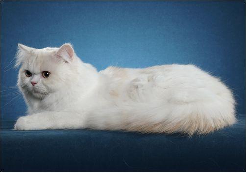 TICA 公开的 79 个品种猫，你认识几个？