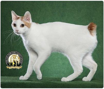 CFA 认证的这 46 个品种猫，你认识几种？（含 3 个考察期品种）