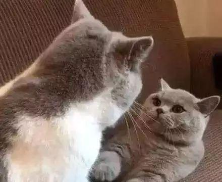 猫咪攻击行为最常见的一个原因（重定向攻击）