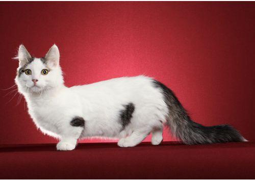 TICA 公开的 79 个品种猫，你认识几个？