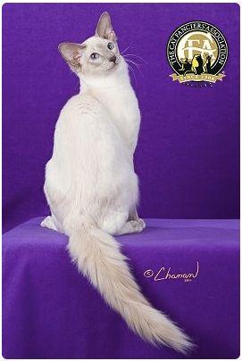 CFA 认证的这 46 个品种猫，你认识几种？（含 3 个考察期品种）