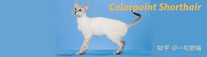 如何做猫舍│猫品种的选择