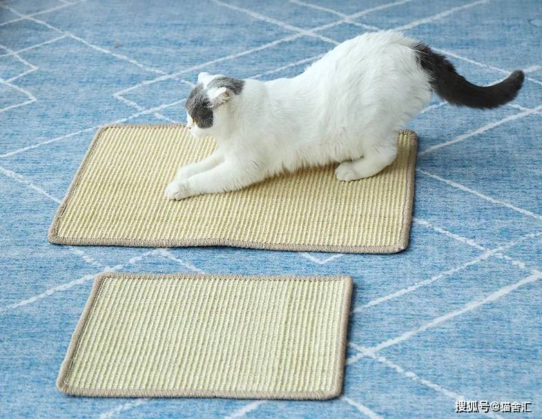 猫舍必备物品清单