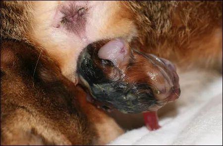 母猫的两种自然分娩方式全图解