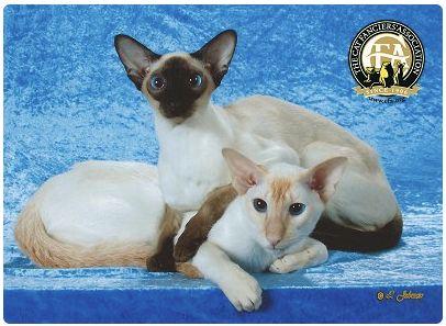 CFA 认证的这 46 个品种猫，你认识几种？（含 3 个考察期品种）