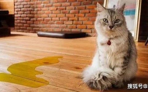 如何做猫舍│去除公猫尿骚味的方法