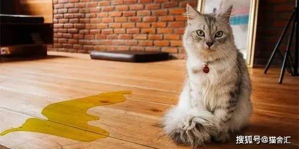 如何做猫舍│去除公猫尿骚味的方法