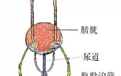 来来来，通过这节课，好好研究下猫咪的蛋蛋