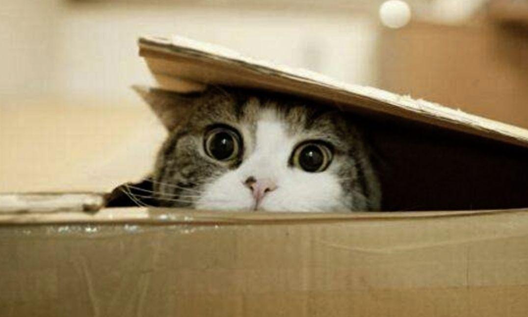 新领回家的猫咪，24 小时内你该做什么是正确的？