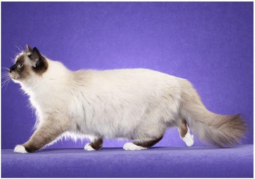 TICA 公开的 79 个品种猫，你认识几个？