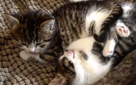 为什么最好一次带两只小猫回家？