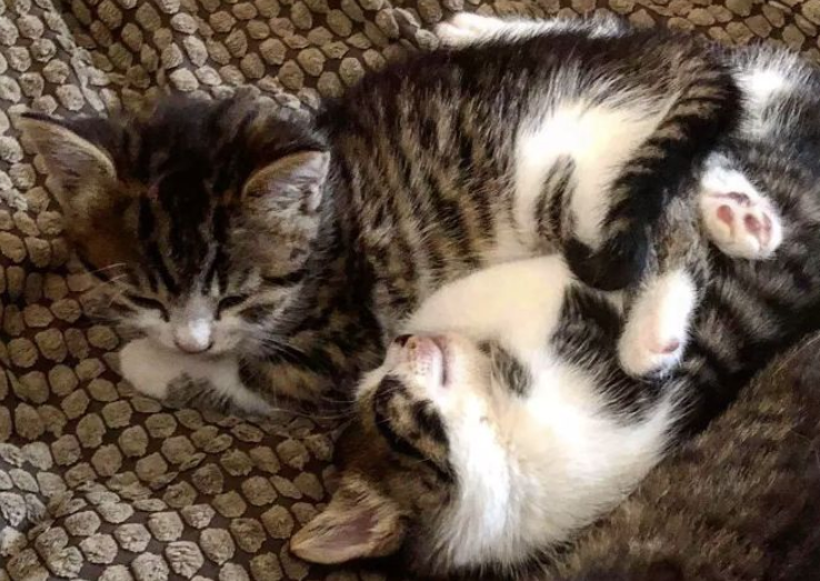 为什么最好一次带两只小猫回家？