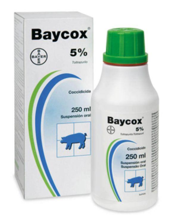 治疗猫咪球虫病最简单的方法