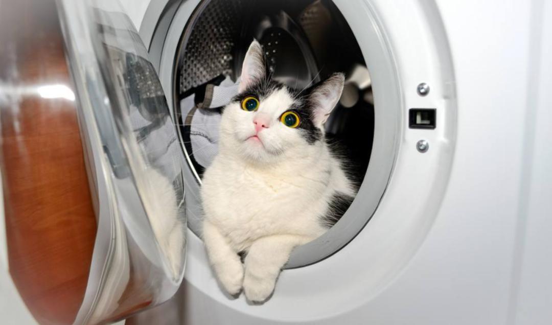 关于猫砂盆的使用方法，这 10 条你做对了嘛？