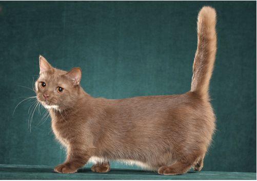 TICA 公开的 79 个品种猫，你认识几个？