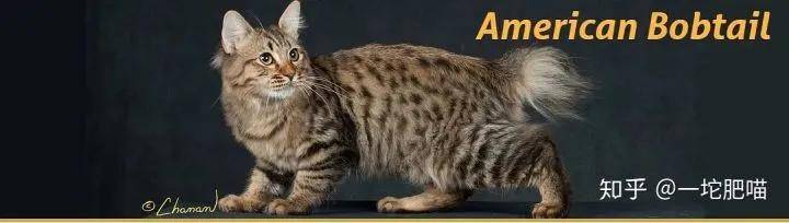 如何做猫舍│猫品种的选择