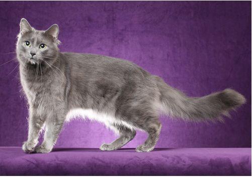 TICA 公开的 79 个品种猫，你认识几个？