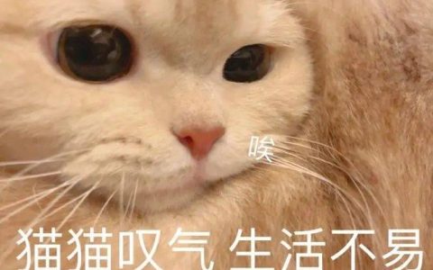 猫舍必看疾病科普│猫咪便血