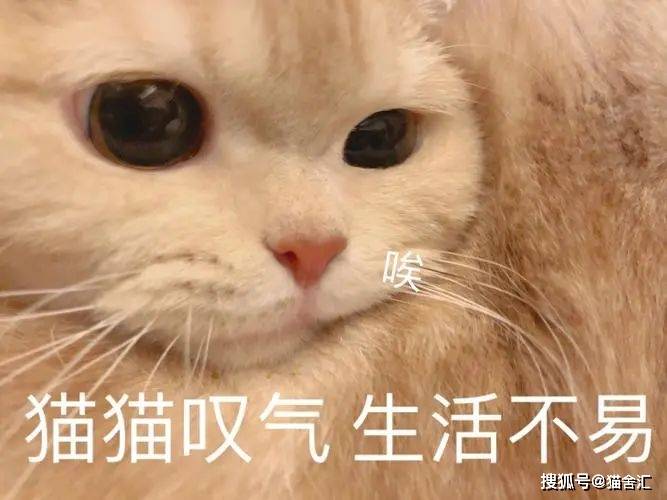 猫舍必看疾病科普│猫咪便血