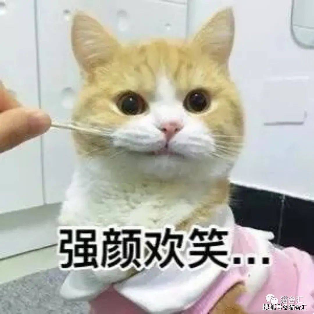 猫舍必看疾病科普│猫艾滋:需要重视但没那么可怕...