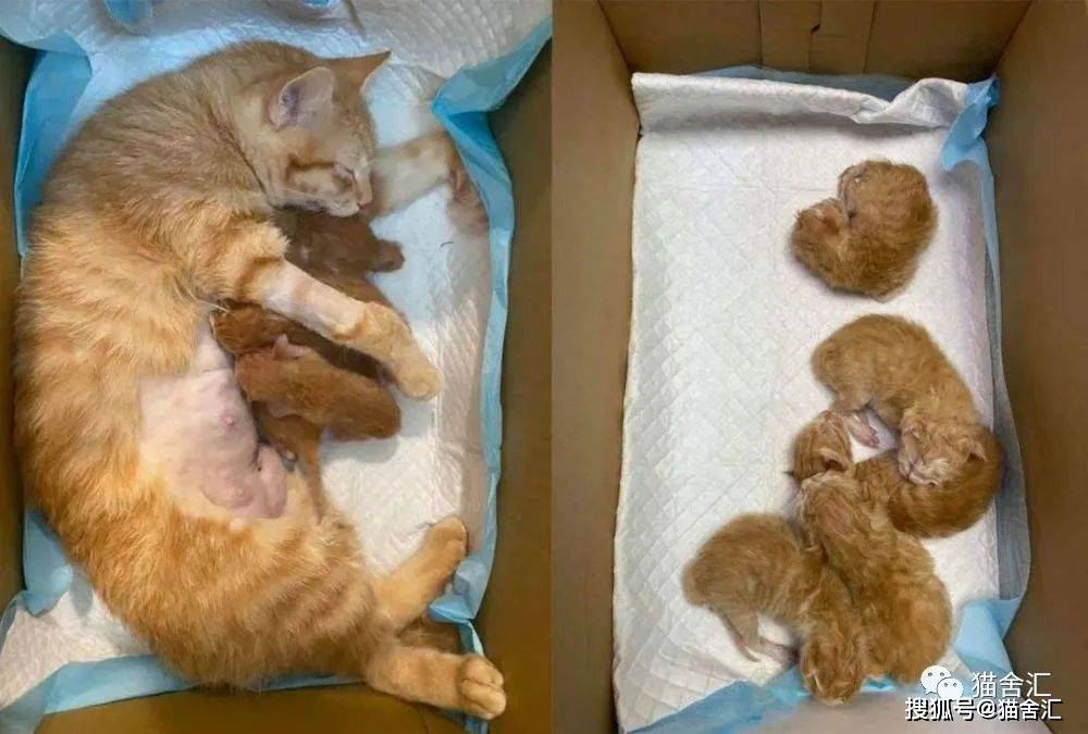 猫剖腹产的详细介绍，你不可不知