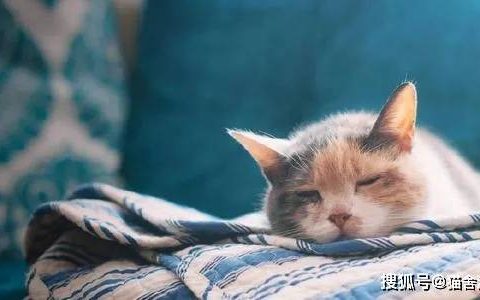 猫舍必看疾病科普│10个表明你的猫生病了的迹象