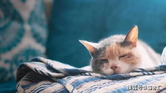 猫舍必看疾病科普│10个表明你的猫生病了的迹象