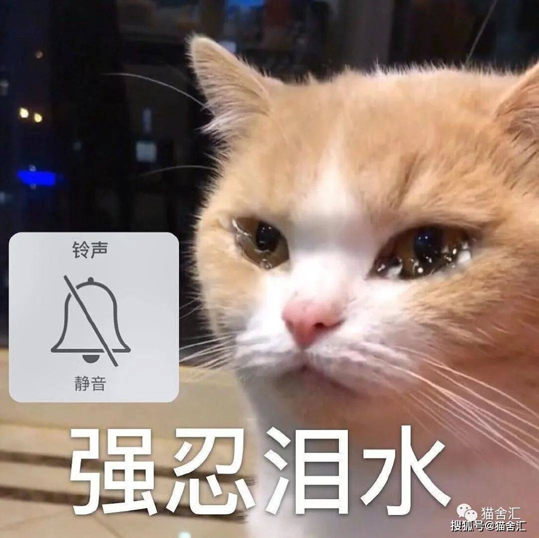 猫舍必看疾病科普│配种一直配不上？可能是公猫的“小铃铛”有问题...