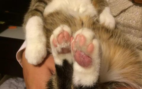 猫咪肉垫龟裂怎么办？