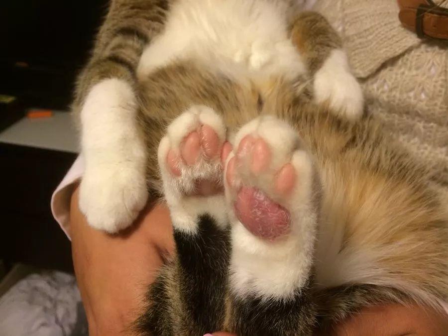 猫咪肉垫龟裂怎么办？