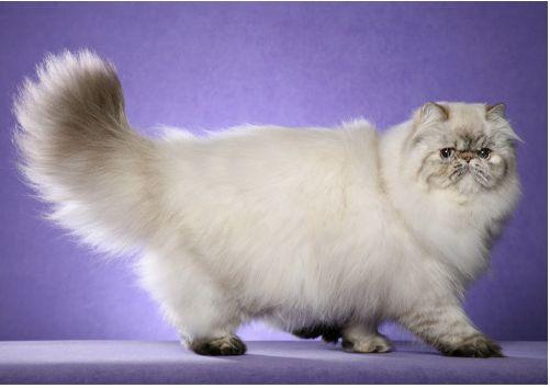 TICA 公开的 79 个品种猫，你认识几个？