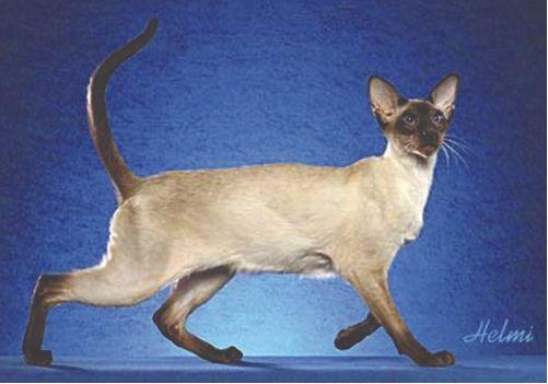 TICA 公开的 79 个品种猫，你认识几个？