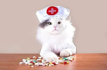 猫咪口臭，该怎么办？