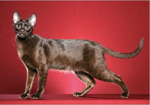 TICA 公开的 79 个品种猫，你认识几个？