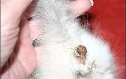 小猫便秘了怎么治疗？