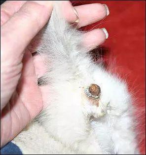 小猫便秘了怎么治疗？