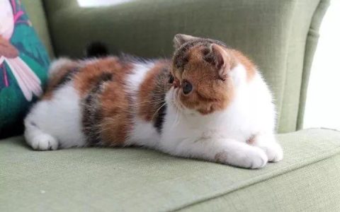 我的猫咪鼻子湿湿的，不会是“感冒”了吧？