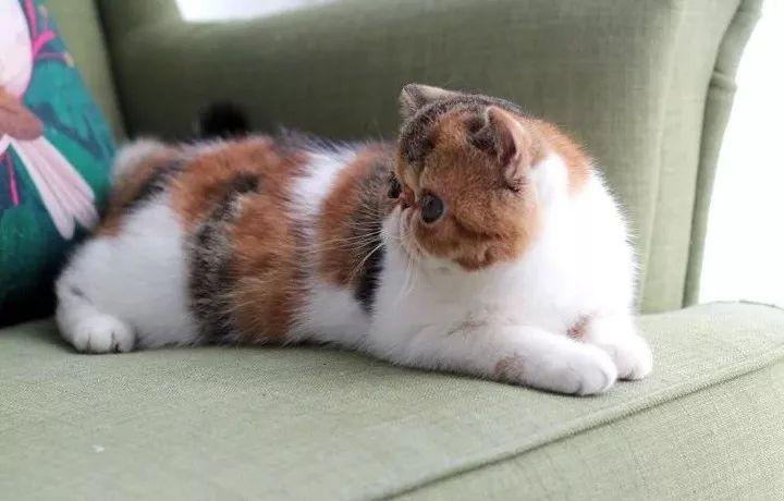 我的猫咪鼻子湿湿的，不会是“感冒”了吧？