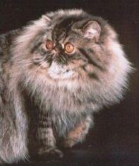 猫咪颜色遗传基础知识