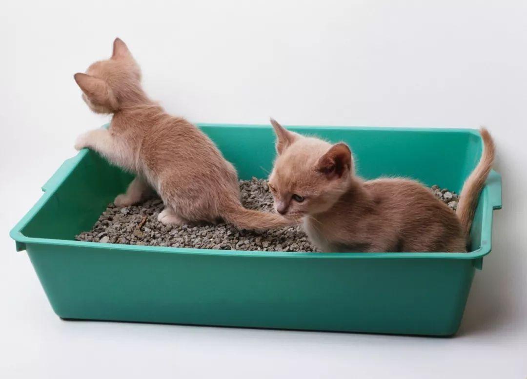 关于猫宝宝的 15 条常识