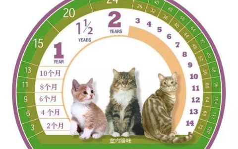 谈一谈猫的老年病