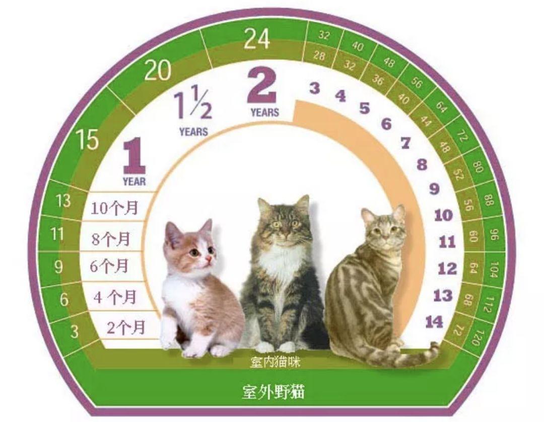 谈一谈猫的老年病