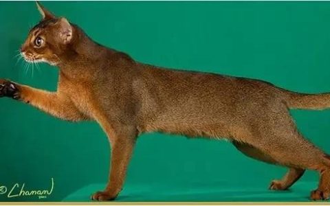 繁育品种猫的成本分析