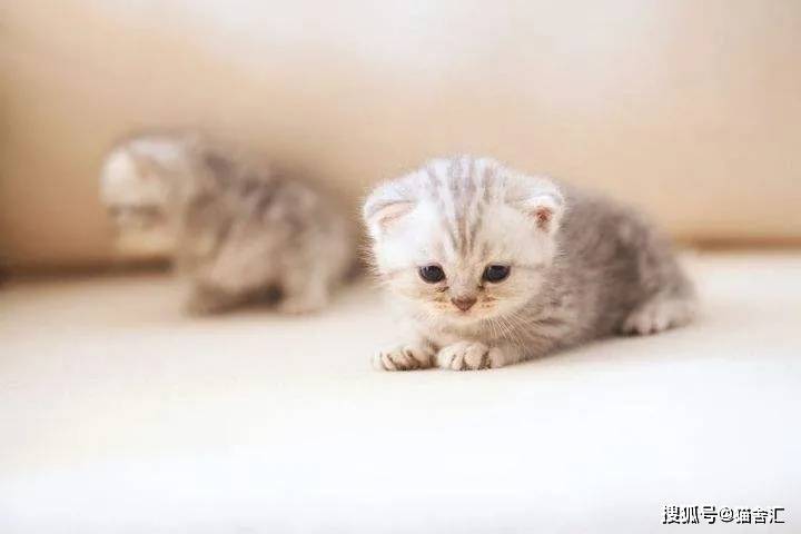 如何做猫舍│小猫的饮食管理