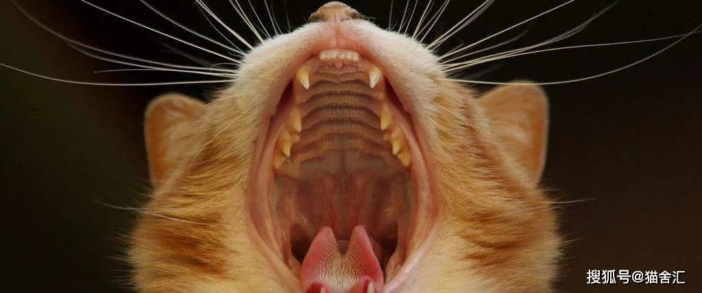 如何做猫舍│怎么在家给猫咪做日常健康检查？