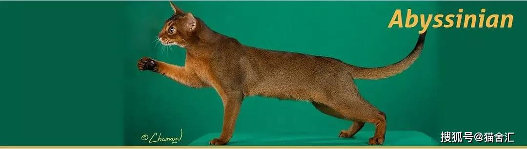 如何做猫舍│种猫的饮食管理：猫粮、生肉、营养素、零食