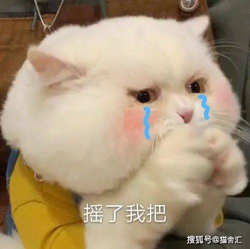 猫舍必看疾病科普│猫咪尿石症